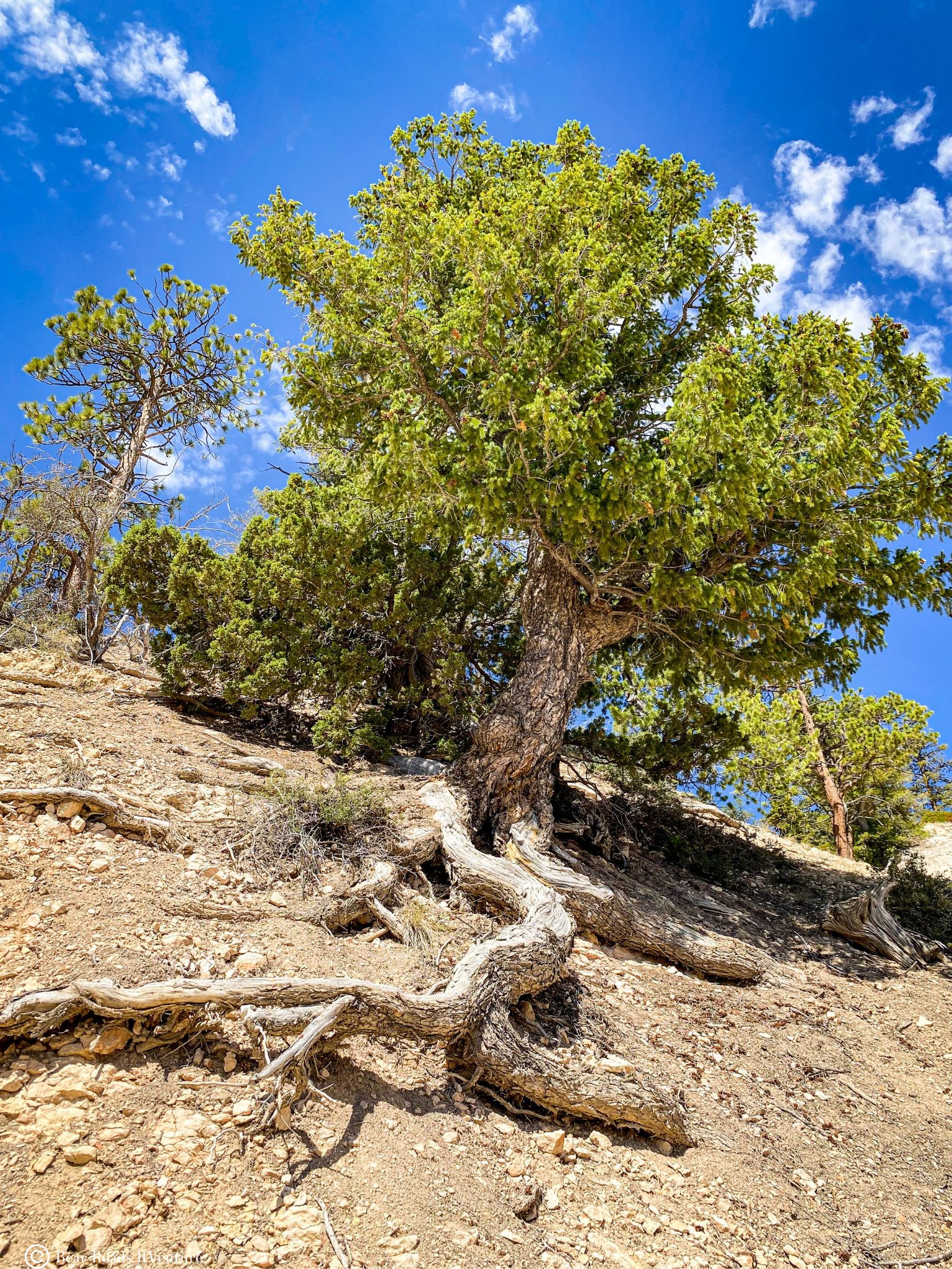 Bryce Canyon strength of nature