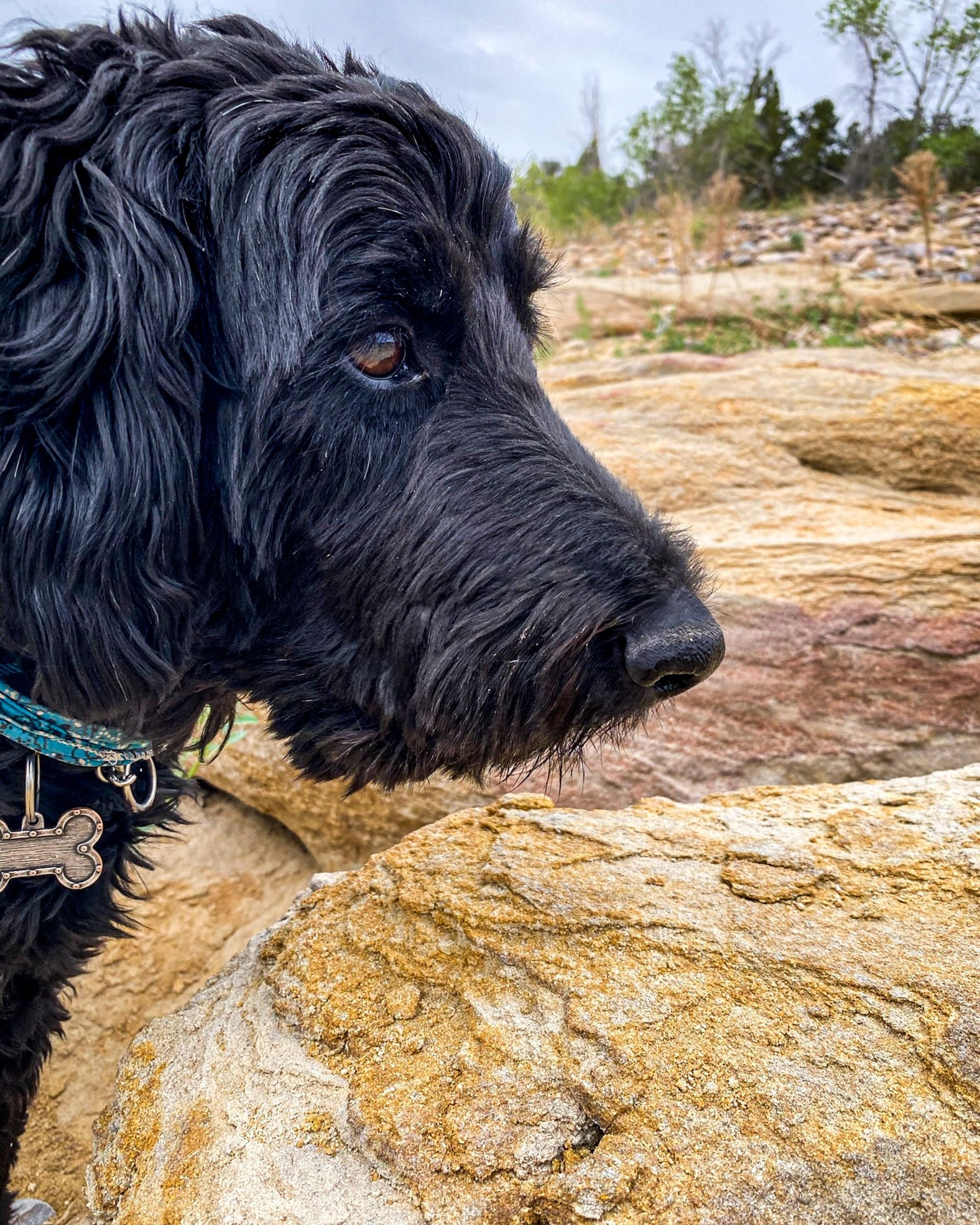 Brix watching the gooses