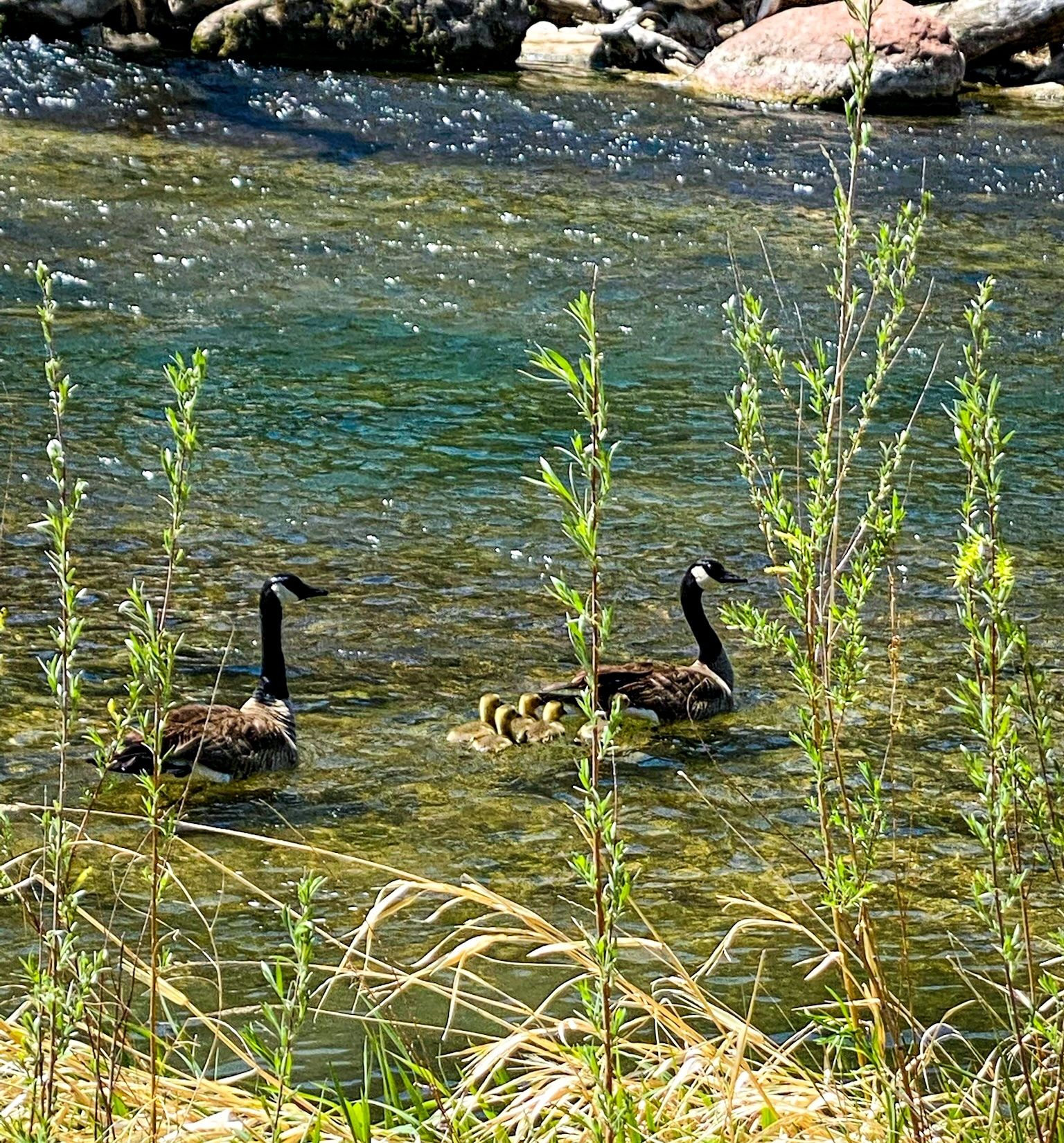 Gooses in San Juan RIver