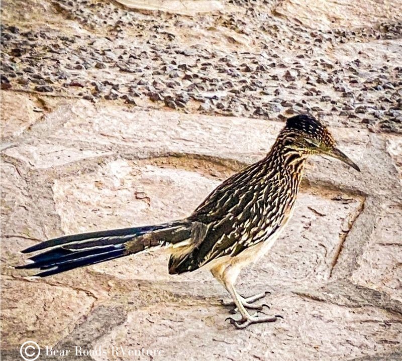 Roadrunner